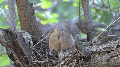 Mourning Dove Adult Chick Young Family Nesting in Summer in South Dakota