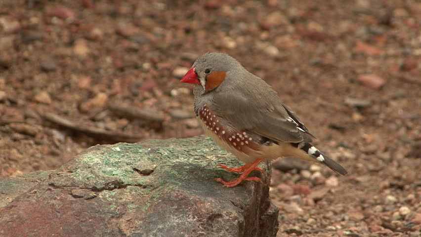 Zebra Finch Male Adult Lone Perched in Summer Rock