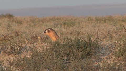 Black-footed Ferret Adult Lone Emerging Coming Up in Summer in South Dakota