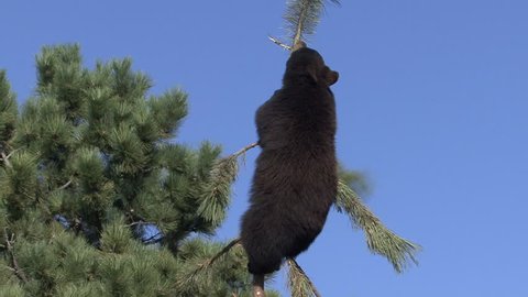 Black Bear Young Lone Climbing in Fall