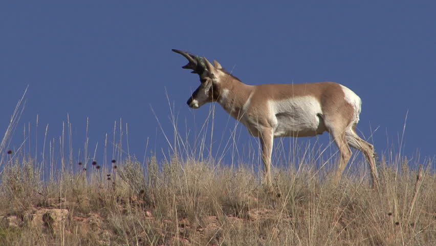 Pronghorn Antelope Buck Male Adult Lone Walking in Fall in South Dakota