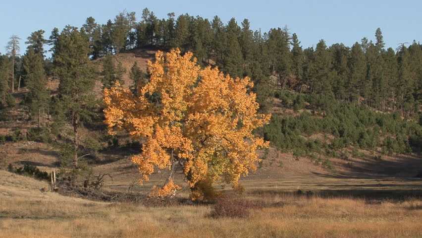 Cottonwood Lone in Fall Foliage Colors Yellow in South Dakota