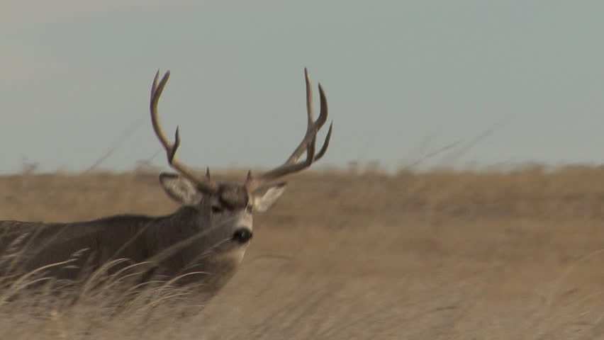 Mule Deer Buck Male Adult Lone Walking in Fall Trophy Large Antlers Prime Rutting in South Dakota