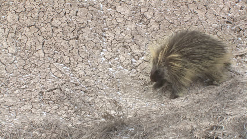 Porcupine Adult Lone Walking in Winter in South Dakota