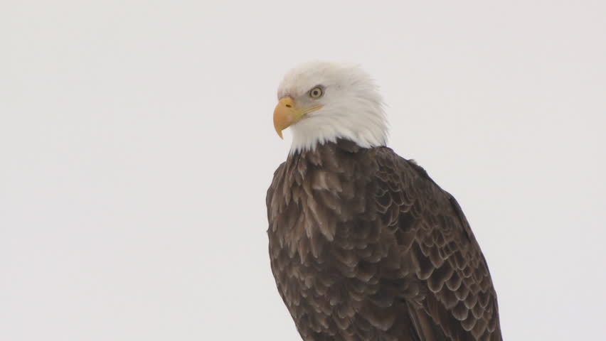 Bald Eagle Adult Lone Resting Looking Around in Winter Pole in South Dakota