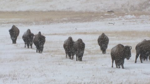 Bison Adult Immature Herd Walking Migrating in Winter in South Dakota