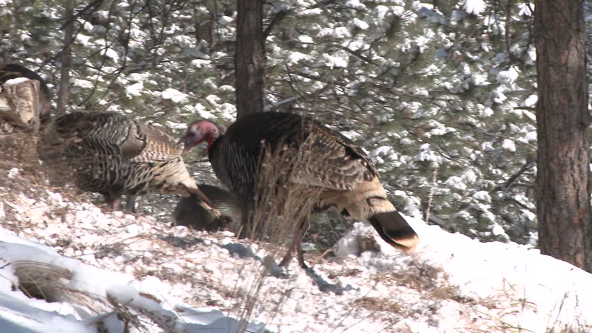 Turkey Male Gobbler Female Hen Adult Flock Foraging in Winter Snow Scratching Digging in South Dakota