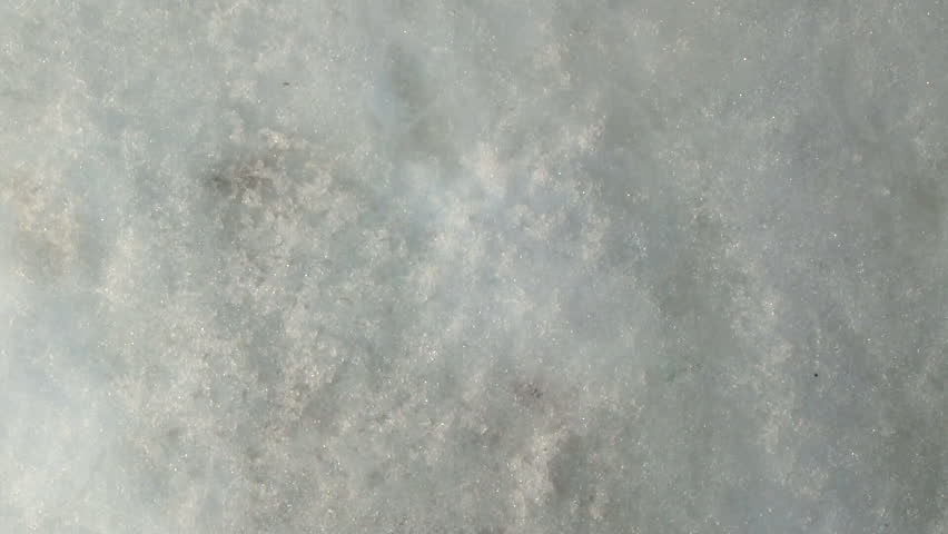 Black-tailed Prairie Dog Adult Lone Emerging Coming Up in Winter Snow Hole Covering Burrow in South Dakota