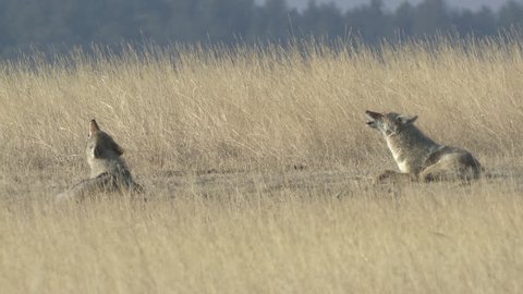 Coyote Pair Calling Howling in Winter Howl Yipping Sitting in South Dakota