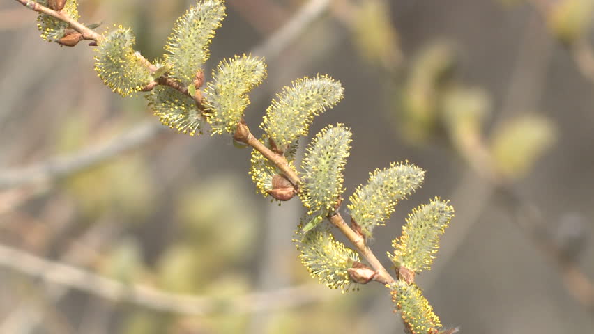 Willow Flower Flowering in Spring Pollen Catkin Bud Branch in South Dakota