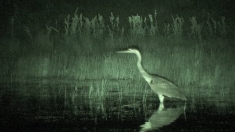 Great Blue Heron Adult Lone Walking in Spring Night Sounds in South Dakota