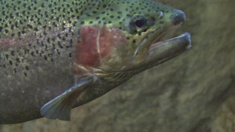 Rainbow Trout Adult Lone Yawning Open Mouth in Spring