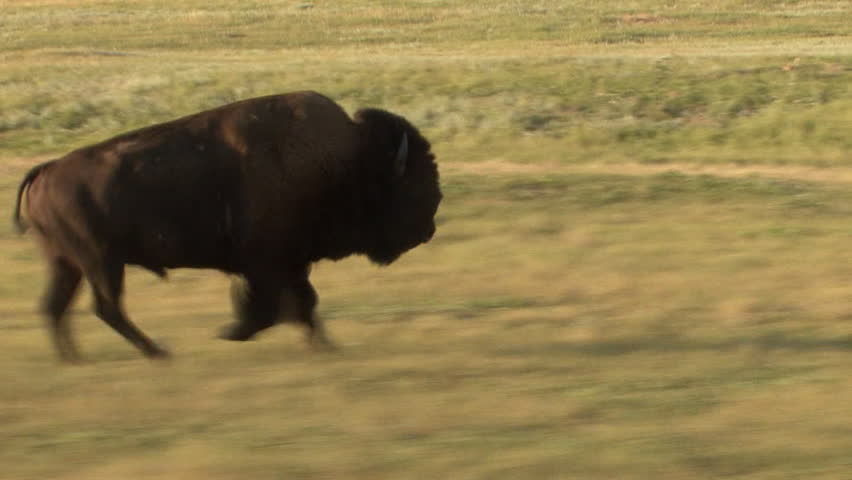 Bison Bull Male Adult Lone Running in Summer in South Dakota Royalty-Free Stock Footage #1011434945