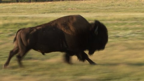 Bison Bull Male Adult Lone Running in Summer in South Dakota