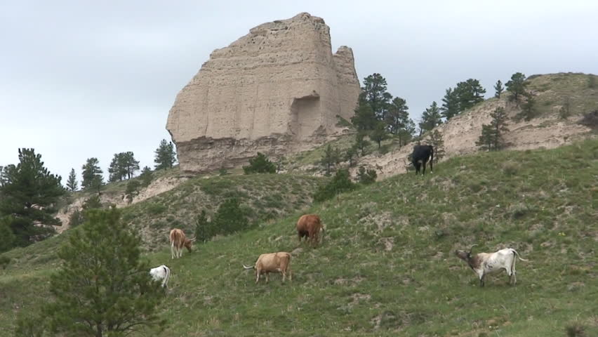 Land Use in Spring Cattle Grazing Range Beef Livestock Cows Longhorn in Colorado