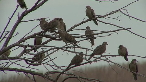 Mourning Dove Adult Flock Resting in Spring Branches Tree in South Dakota