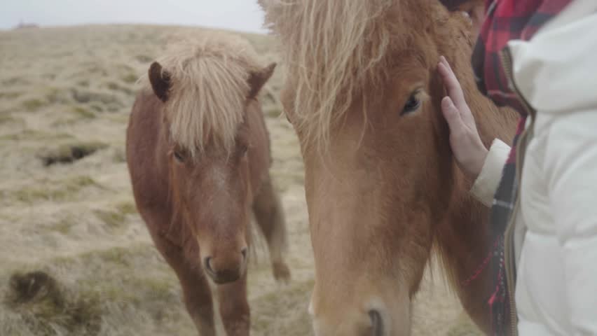 Woman Pets Horse in Iceland | Shutterstock HD Video #1011437246