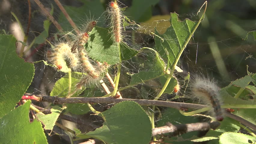 Tent Caterpillar Caterpillar Larvae Worm Many Eating in Summer Pest Insect in South Dakota