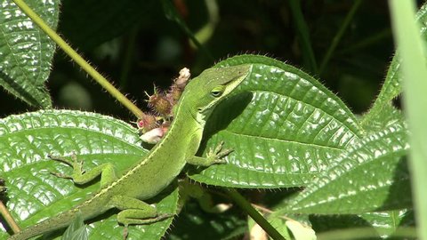 Green Anole Adult Lone Resting in Summer Camouflage Cryptic Color in Hawaii