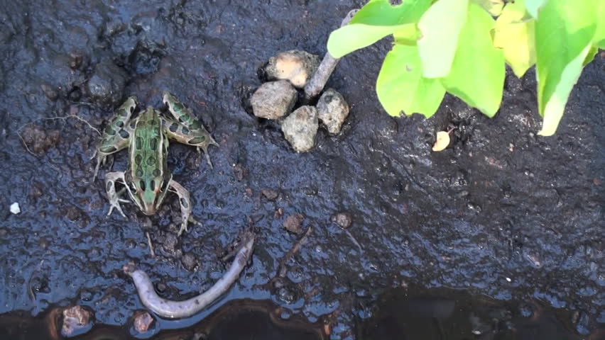 Northern Leopard Frog Adult Lone Eating in Summer Predation Carnivore Kill in South Dakota