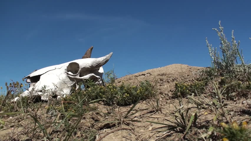 Bison Lone Dead Remains Carcass in Summer Skull Bone Mound in South Dakota