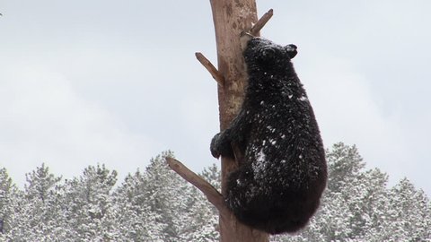 Black Bear Immature Lone Climbing in Winter Snow Tree Snag