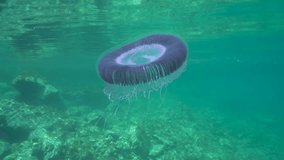 A many-ribbed jellyfish Aequorea forskalea, Mediterranean sea, underwater scene, natural light, Cote d'Azur, France