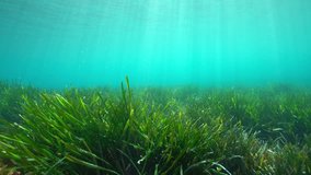 Underwater a grassy seabed with natural sunlight in the Mediterranean sea, Neptune grass Posidonia oceanica, Costa Brava, Catalonia, Spain