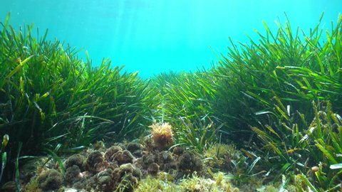 Seabed with seagrass Posidonia oceanica and seaweeds in the Mediterranean sea, underwater scene, natural light, Costa Brava, Catalonia, Spain