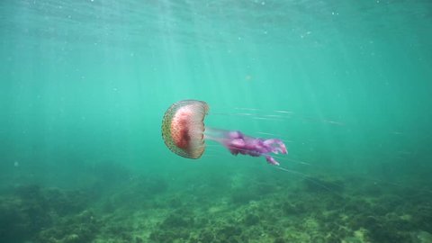 A jellyfish Pelagia noctiluca underwater in the Mediterranean sea, natural light, Cote d'Azur, France, 60fps