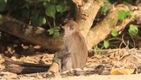 Plastic pollution problem. Macaque Monkey with plastic water bottle