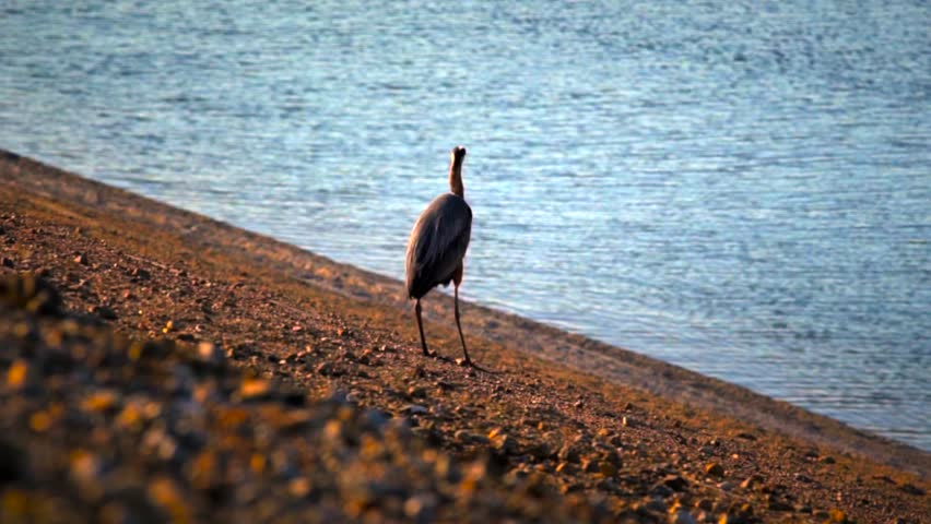 great egret bird poops and flies off over scenic lake horizon