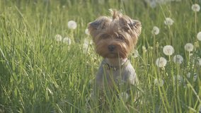 dog yorkshire terrier playing walks in the grass sniffing dandelions slow motion video lifestyle. slow motion video dog in nature pet concept