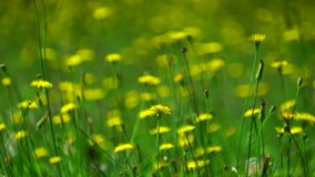 Daylight panaroma of a colorful meadow with many danelions Taraxacum officinale in spring in Dalat, Vietnam.