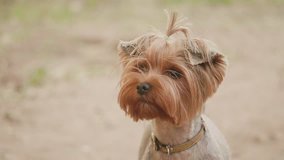 Yorkshire terrier dog looking at the camera in a head shot slow motion video, against a brown background. lifestyle pet dog concept