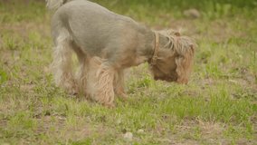 Yorkshire terrier grass dog Sniffs on the ground looking for a dog instinct slow motion video, against a brown background. lifestyle pet dog concept
