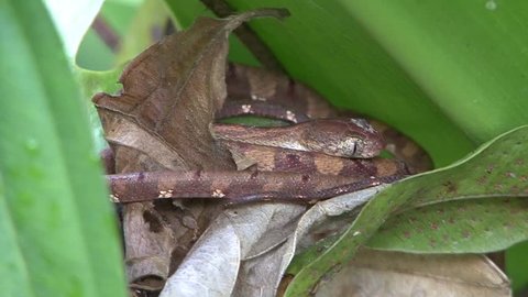 White-spotted Cat Snake hide under leaf in lowland rainforest undergrowth close up
