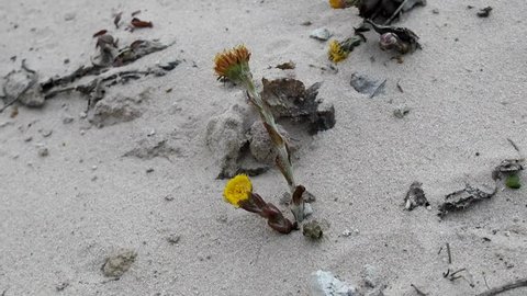 Unpretentious flowers foalfoot (coltsfoot, Tussilago farfara). Flowers primroses (early flowering) of aeolian sand, beginning of spring