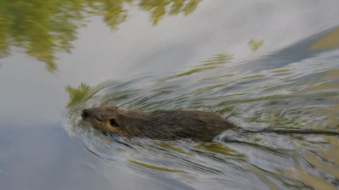 Nutria floating in the water in the channel, search for food. Wild nutria inhabit ponds and rivers (reservoirs with low-flow or stagnant water) of Europe, Small animal swims. France