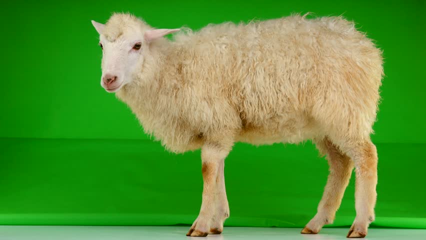 sheep stand on green screen Stock Footage Video (100% Royalty-free ...