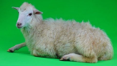 a sheep lies on a green screen