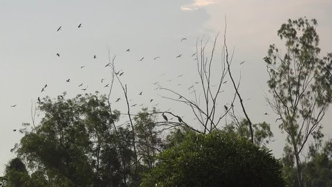 Storks roosting on a tree and flying around in large numbers at evening time in rural Thailand.