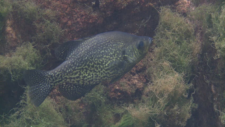 Black Crappie Adult Lone Resting