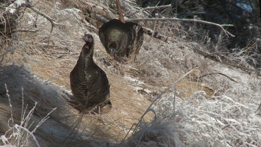 Turkey Hen Female Adult Several Turkeys Foraging in Winter in South Dakota