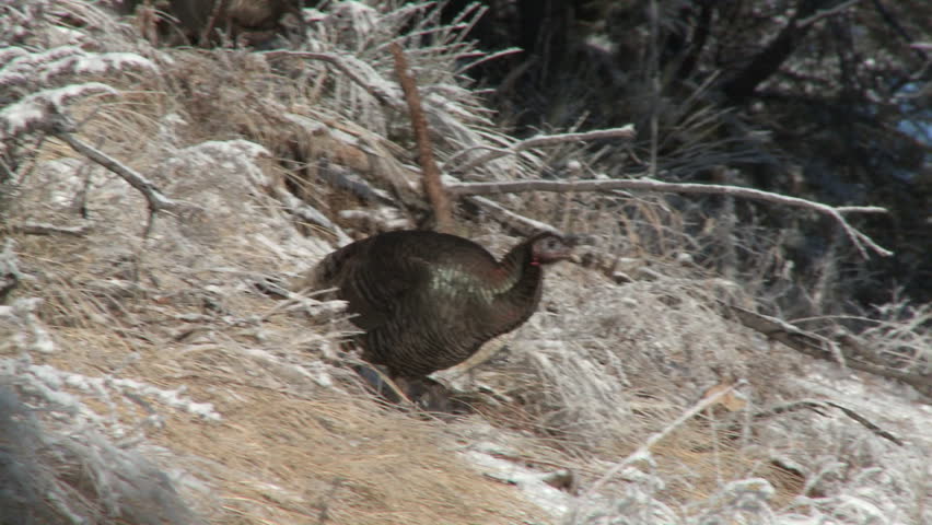 Turkey Hen Female Adult Several Turkeys Foraging in Winter in South Dakota