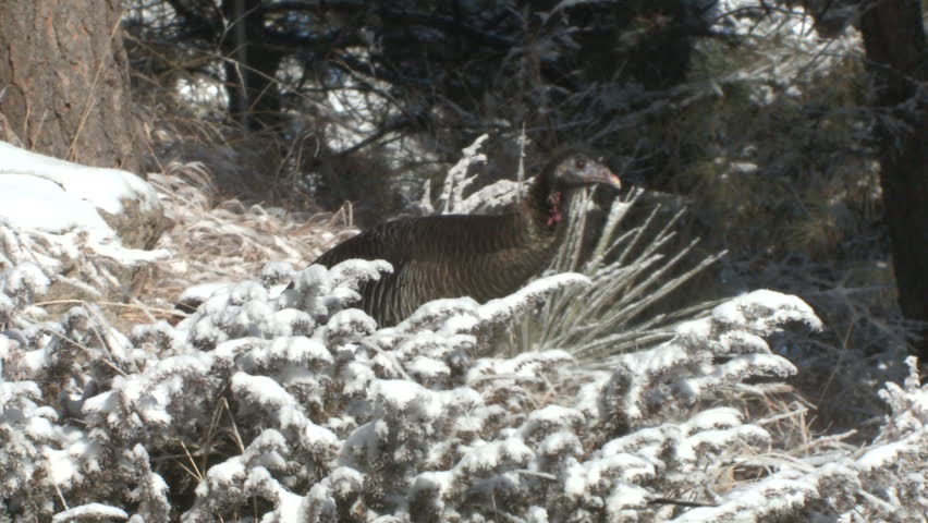 Turkey Hen Female Adult Lone Foraging in Winter Snow Cover Head Face in South Dakota