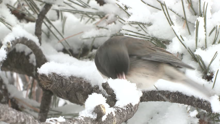 Junco Adult Lone Perched Flying in Winter Snow Branch Needles in South Dakota