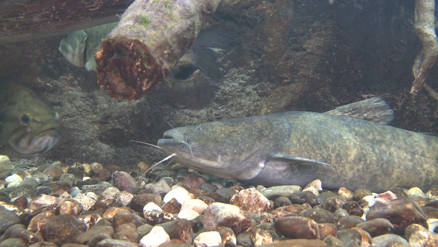 Flathead Catfish Adult Lone Resting