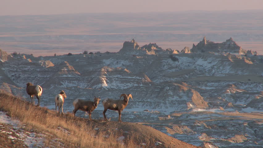Bighorn Sheep Ram Ewe Male Female Adult Several Standing in Winter in South Dakota