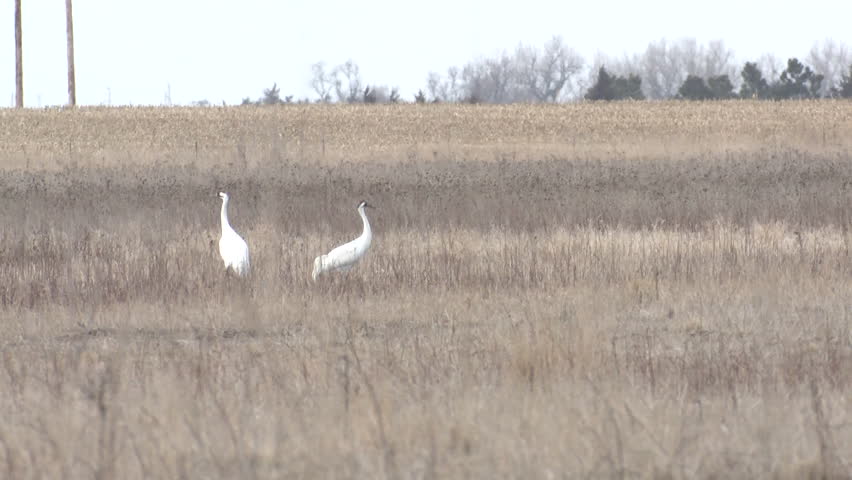 Whooping Crane Male Female Adult Pair Standing Walking in Spring in Nebraska